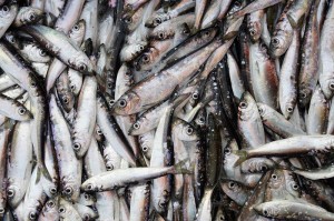 ingredientitipici1silakka-aringadelbaltico