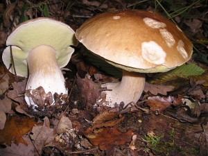 ingredientitipici2-tatit-porcini